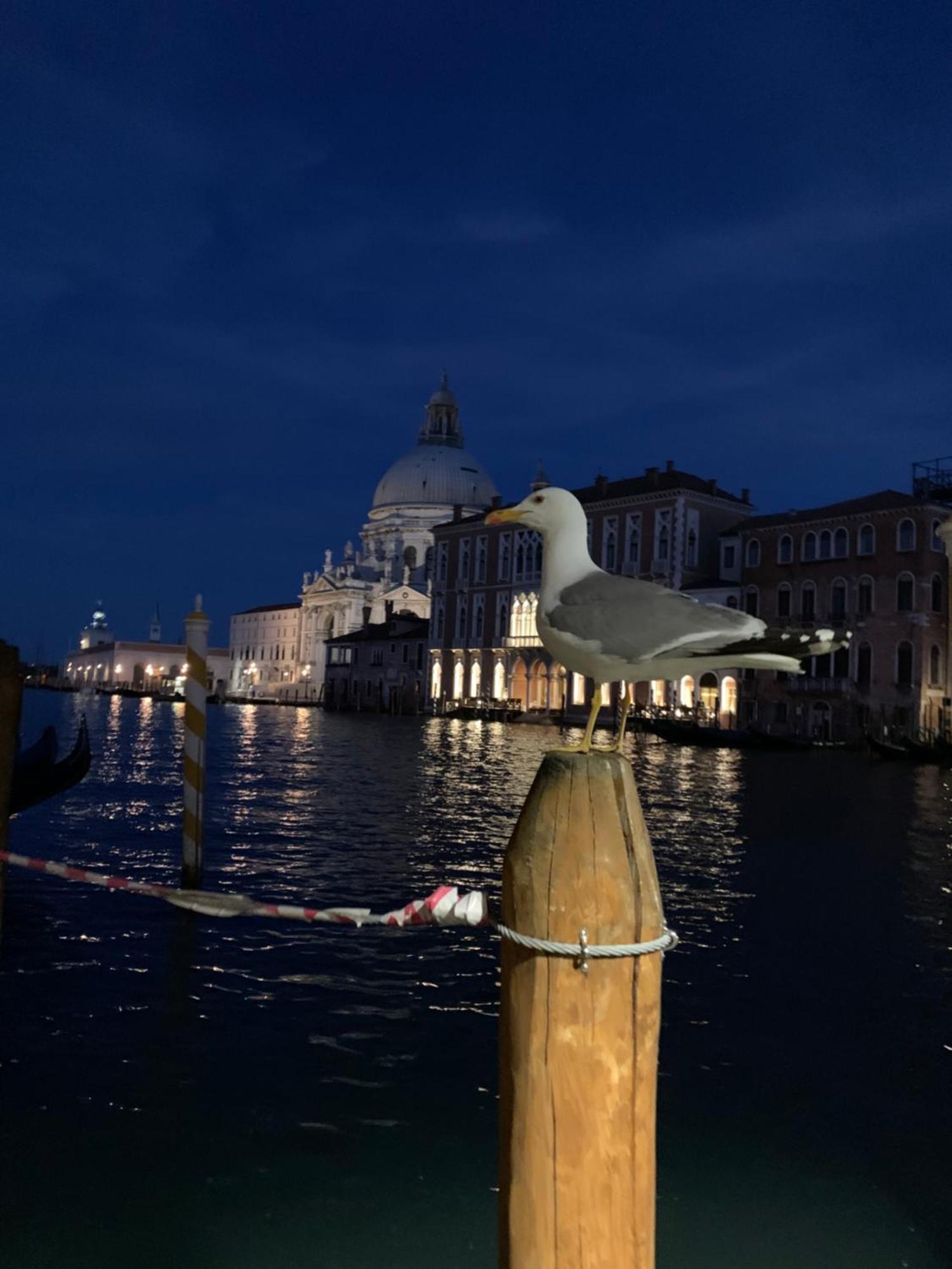Venezia Piazza San Marco Apartment
